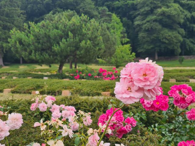 Wie wunderschön! Rosen im Garten