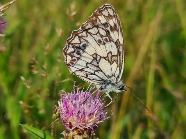 Schachbrett-Schmetterling