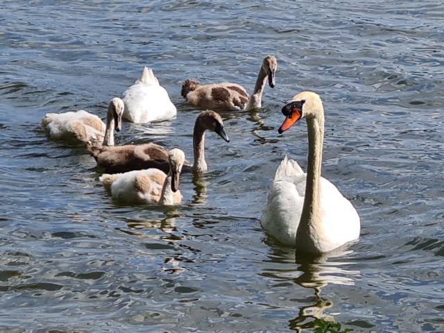 Schwimmende Schwäne