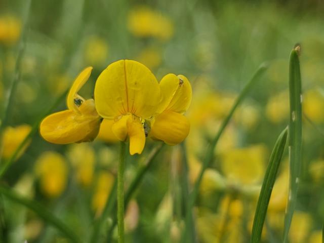 Gelbe Blumen