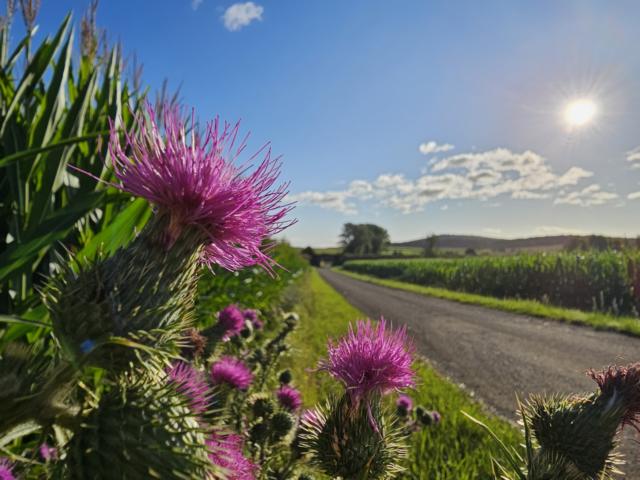 Mariendistel